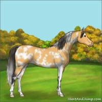 Horse Color:White Spotted Buckskin