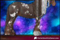 Horse Color:White Spotted Liver Chestnut Appaloosa 