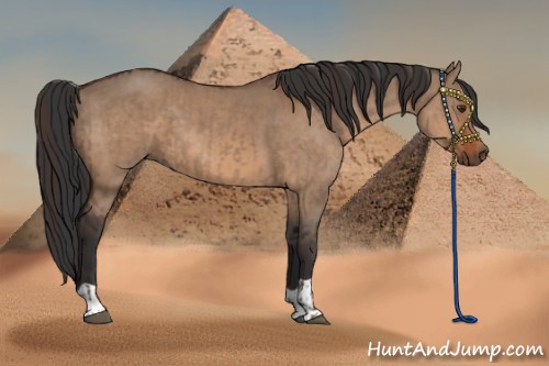 Horse Color:Liver Red Dun and Bay Dun