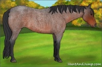 Horse Color:Brown Roan
