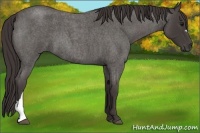 Horse Color:Smoky Blue Roan 