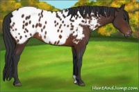 Horse Color:Bay Appaloosa 