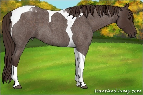 Horse Color:Liver Red Roan Tobiano 