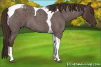 Horse Color:Liver Red Roan Tobiano 