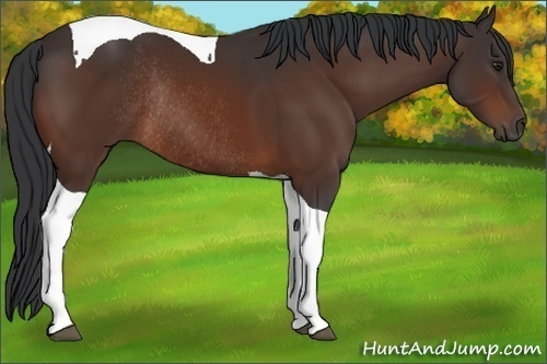 Horse Color:Brown Tobiano Rabicano 