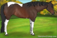Horse Color:Brown Tobiano Rabicano 