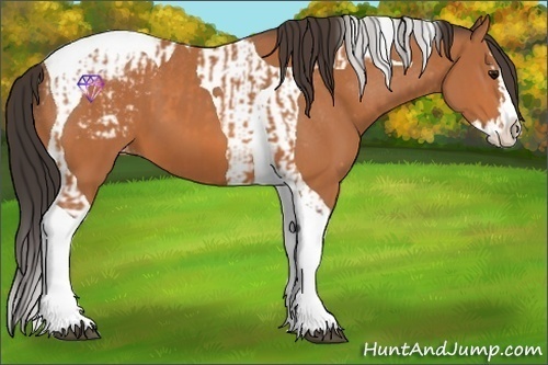 Horse Color:Bay Splash Tobiano Appaloosa  and Bay Splash Tobiano Appaloosa 