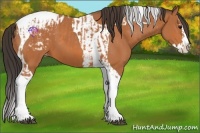 Horse Color:Bay Splash Tobiano Appaloosa  and Bay Splash Tobiano Appaloosa 