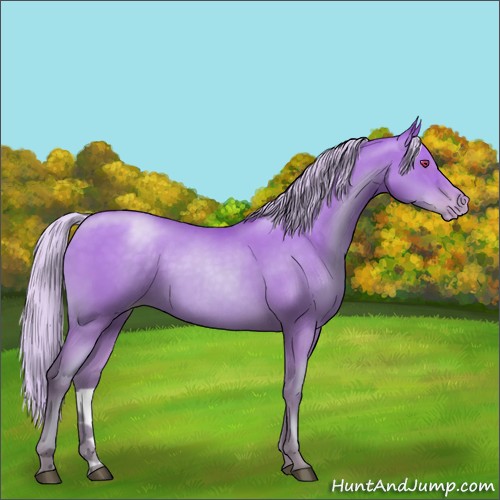 Horse Color:Silver Black Chinchilla Pearl