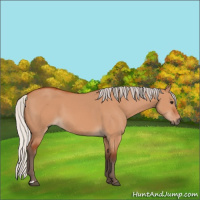 Horse Color:Silver Bay Dun