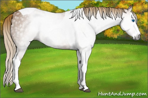 Horse Color:Gray Chestnut Splash Tobiano 