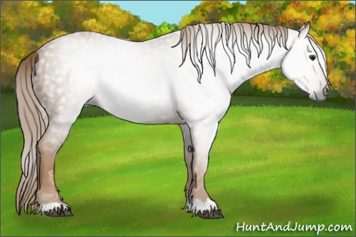 Horse Color:Gray Chestnut 