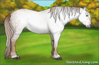 Horse Color:Gray Chestnut 