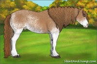 Horse Color:White Spotted Chestnut