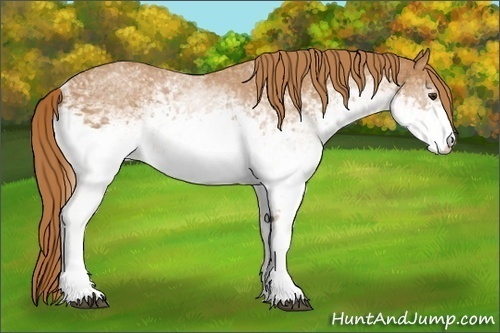 Horse Color:White Spotted Chestnut 