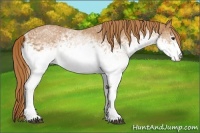 Horse Color:White Spotted Chestnut