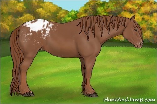 Horse Color:Chestnut Appaloosa 