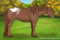Horse Color:Chestnut Appaloosa 