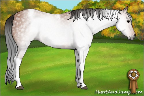 Horse Color:Gray Bay Tobiano Frame 