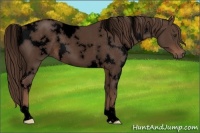 Horse Color:Void White Spotted Liver Red Roan 