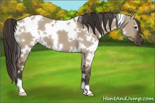Horse Color:White Spotted Liver Red Dun 