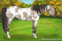 Horse Color:White Spotted Liver Red Dun 