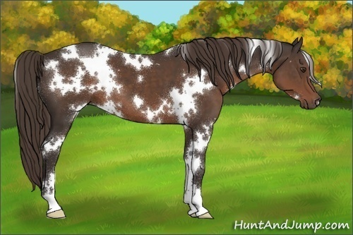 Horse Color:White Spotted Liver Chestnut
