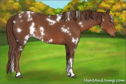 Horse Color:White Spotted Liver Chestnut 