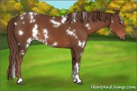 Horse Color:White Spotted Liver Chestnut