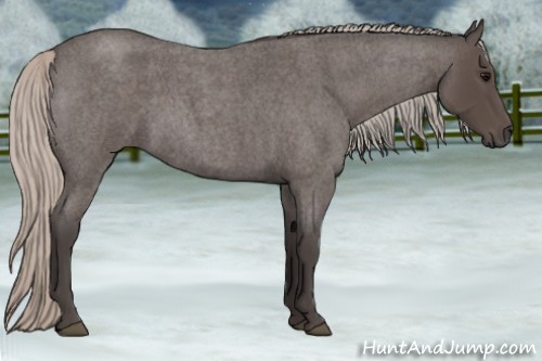 Horse Color:Silver Blue Roan 