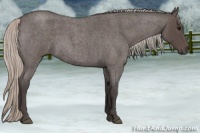 Horse Color:Silver Blue Roan 