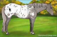 Horse Color:Silver Blue Roan Appaloosa 