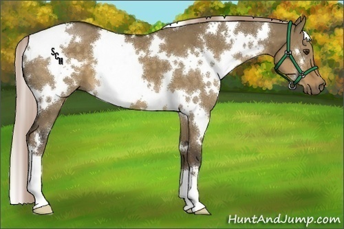 Horse Color:White Spotted Chocolate Palomino Dun 