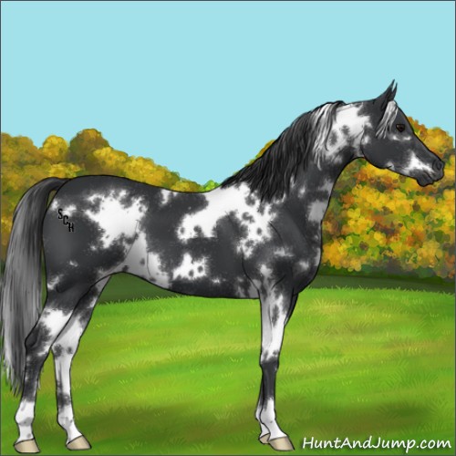 Horse Color:White Spotted Black 