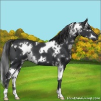 Horse Color:White Spotted Black 