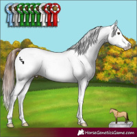 Horse Color:White Spotted Red Dun Appaloosa Brindle 