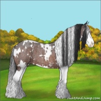 Horse Color:White Spotted Brown Roan Splash