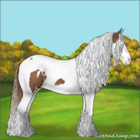 Horse Color:White Spotted Chestnut Splash Tobiano