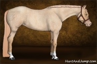 Horse Color:Gold Champagne Roan 