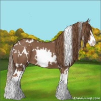 Horse Color:White Spotted Red Roan Splash 