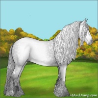Horse Color:Gray White Spotted Black
