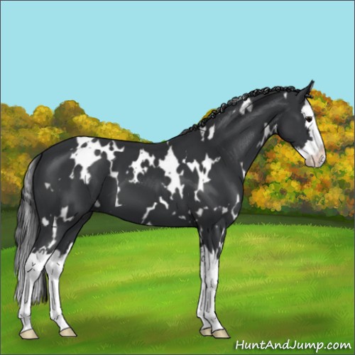 Horse Color:White Spotted Black Splash
