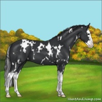 Horse Color:White Spotted Black Splash