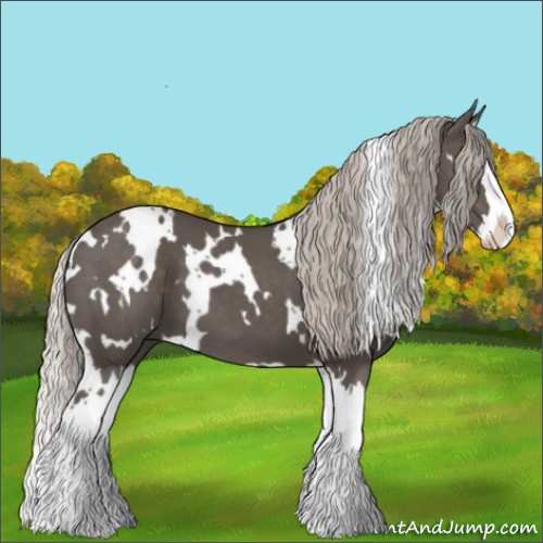 Horse Color:White Spotted Silver Black Splash