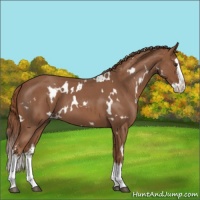 Horse Color:White Spotted Red Roan Splash