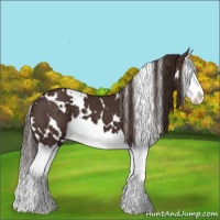 Horse Color:White Spotted Liver Chestnut Splash 
