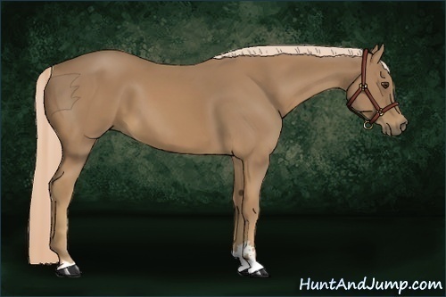 Horse Color:Palomino Sabino 