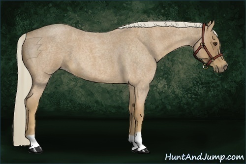Horse Color:Palomino Roan 