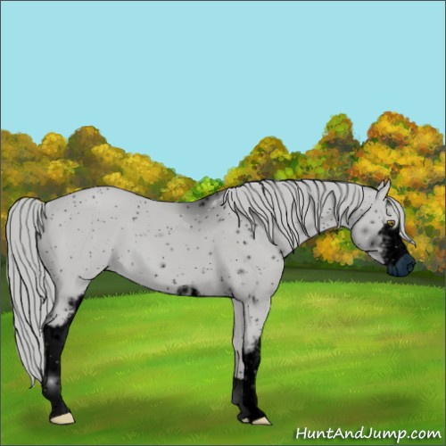 Horse Color:ERROR: UNKNOWN ANOMALY