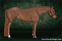 Horse Color:Chestnut Sabino